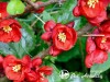 Svarainis japoninis  ,Cido Red' (lot. Chaenomeles japonica)